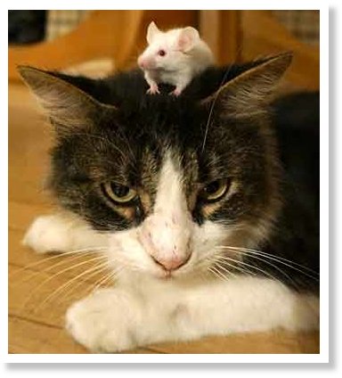 Toxoplasma 