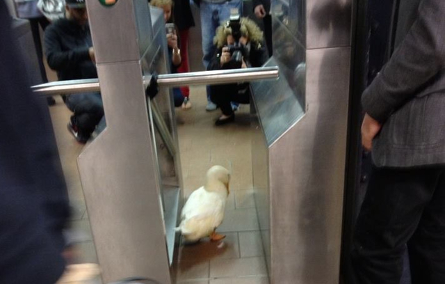 Duck
