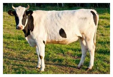 Cow