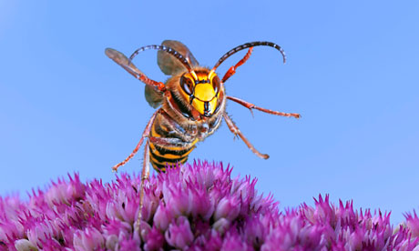 Hornet attack