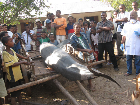 Click to enlarge Dead whale