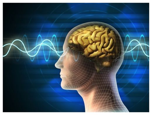 Brain