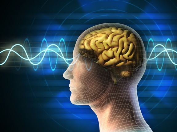 Human brain