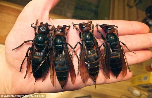 Click to enlarge giant hornets