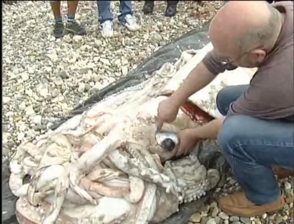 Click to enlarge Giant Squid_1