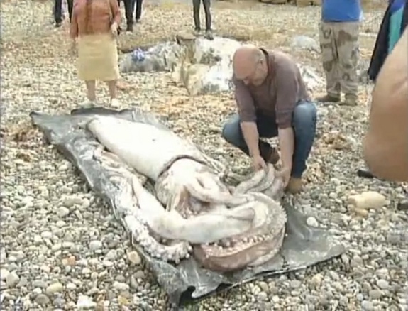 Giant Squid_2