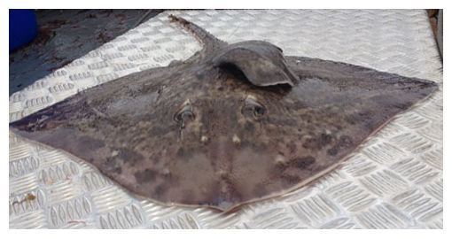 Click to enlarge Skate