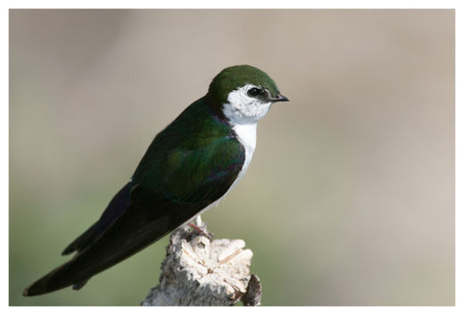 Click to enlarge Swallow