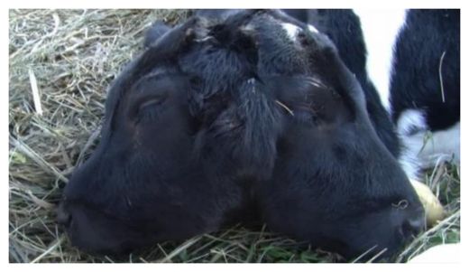 Click to enlarge Two Headed Calf