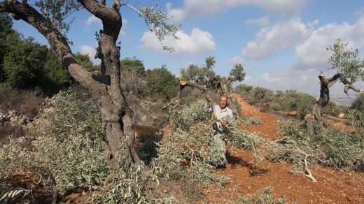 Palestinian olive farmer