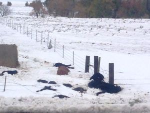 dead livestock