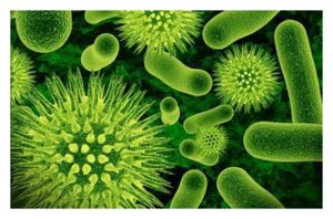Click to enlarge Gut Bacteria