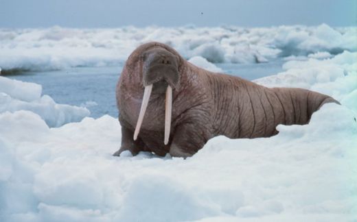 Walrus on the ice