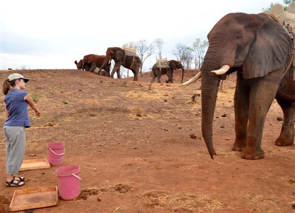 Elephant