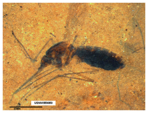 Click to enlarge Fossil Mosquito