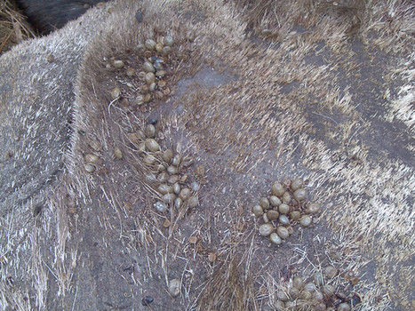 Click to enlarge ticks, moose