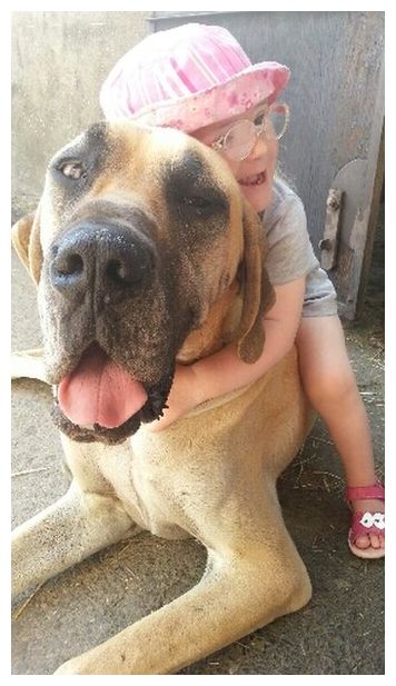 Click to enlarge Epilepsy and Great Dane_1