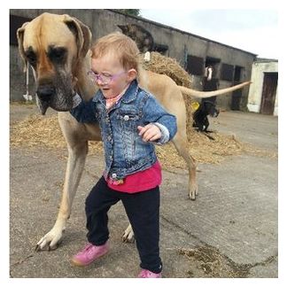 Epilepsy and Great Dane_2