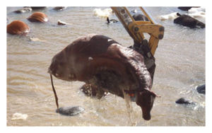 Click to enlarge Dead Cattle