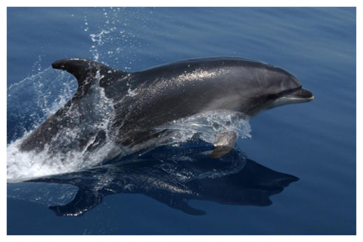 Bottlenose dolphin