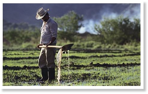 colombian farmer