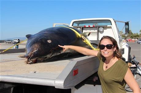 Dead Rare Dolphin