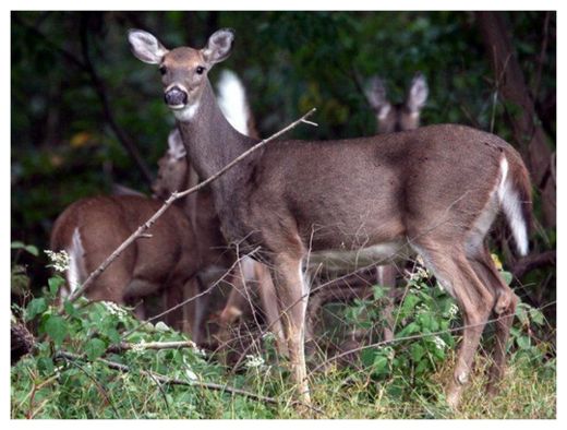 Deer
