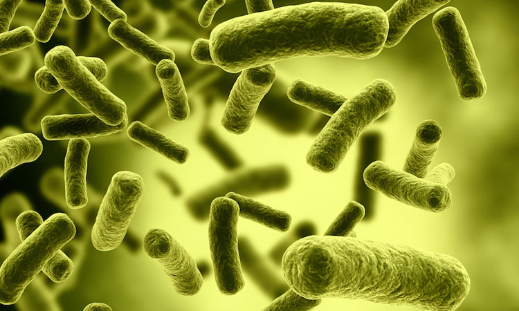 bacteria