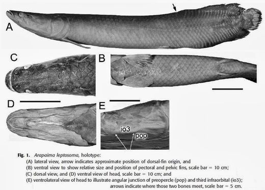Arapaima leptosoma
