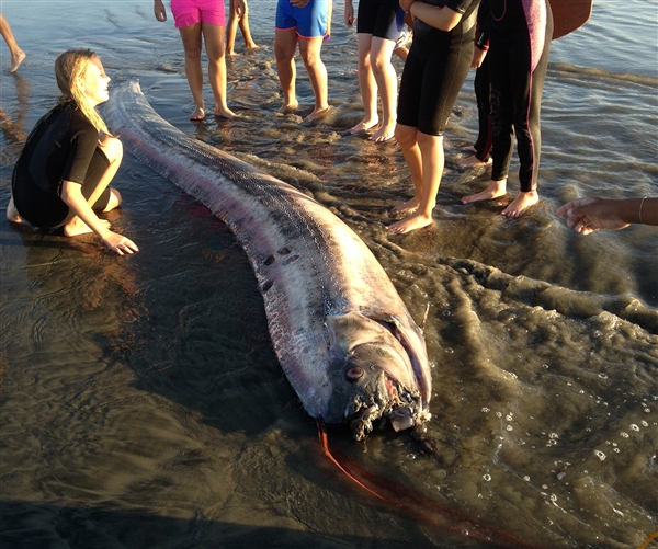 Oarfish