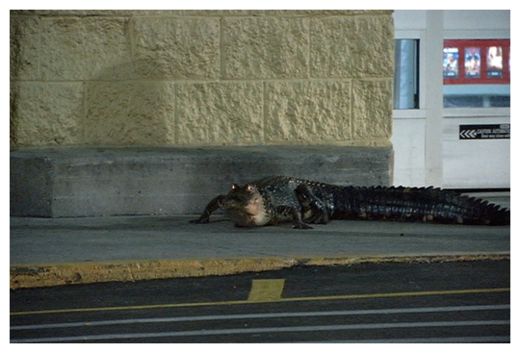 Alligator