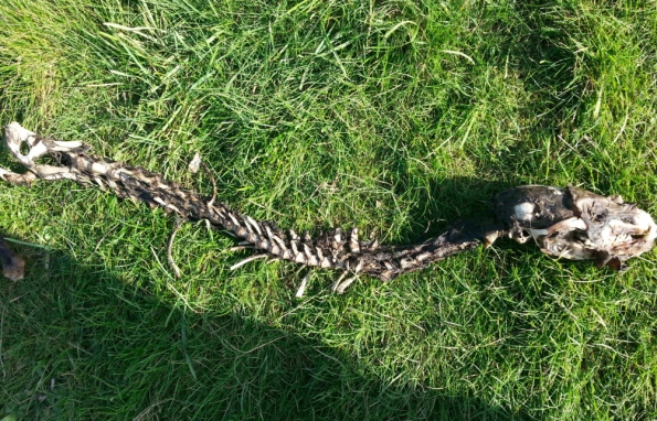 Mystery Animal