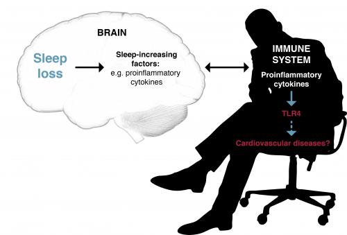 Sleep And Immune System