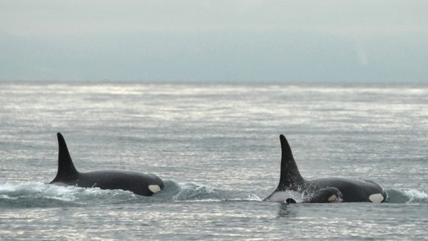 Orcas