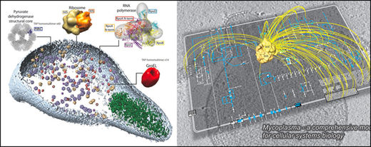 simple organisms