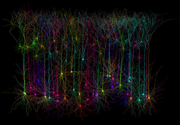 Human Brain