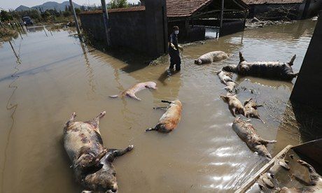 A farmer clears dead pigs at a flooded pig farm in the typhoon-hit Yuyao city in Zhejiang province after Typhoon Fitow flooded the city.