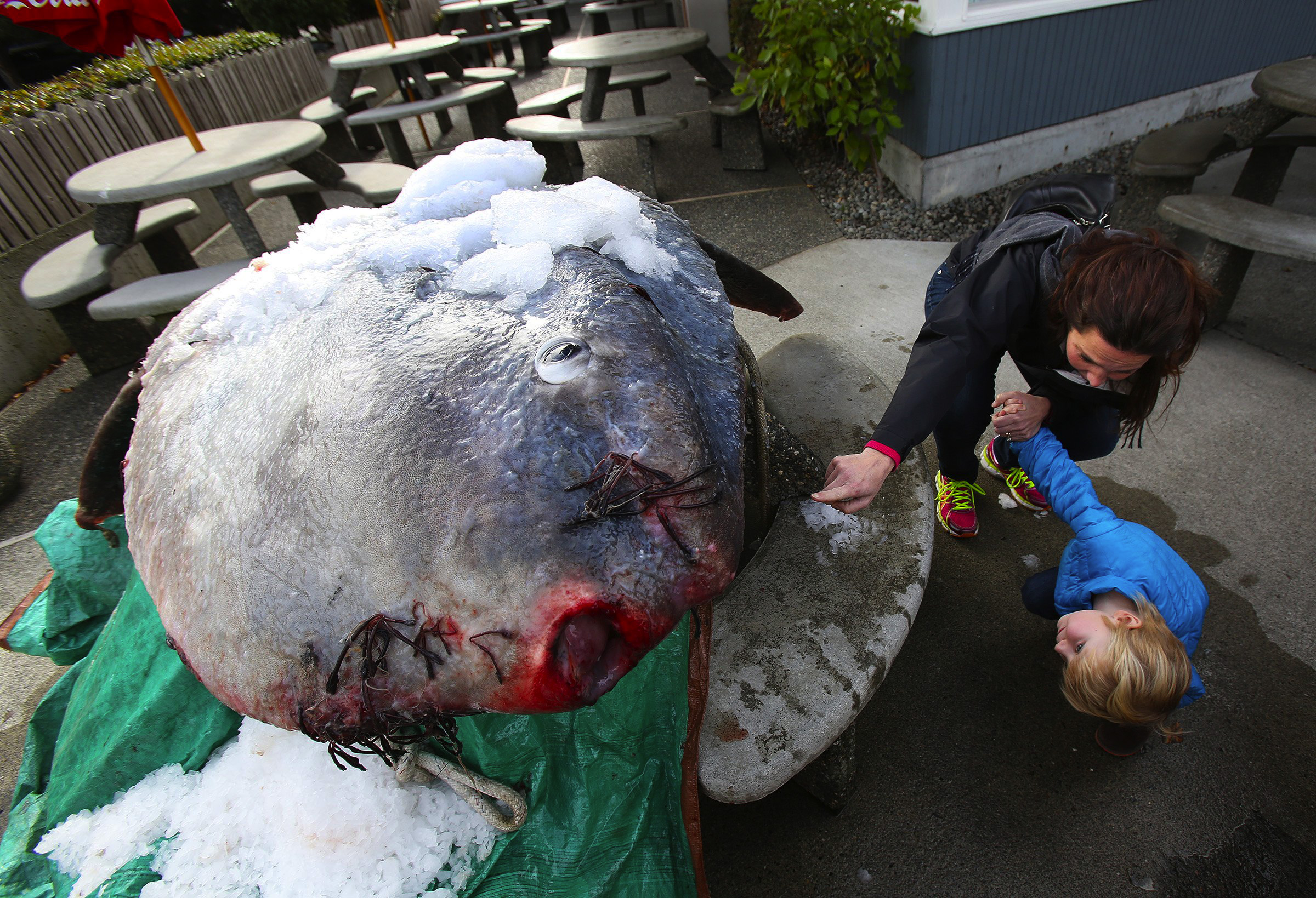 Giant Fish