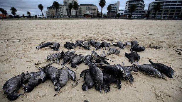 Dead Muttonbirds