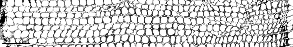 Click to enlarge Antarctic Wood