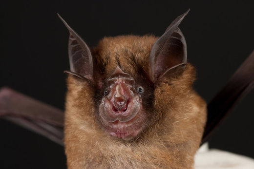 Click to enlarge Chinese horseshoe bat