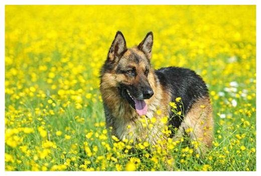 Click to enlarge German Shepherd