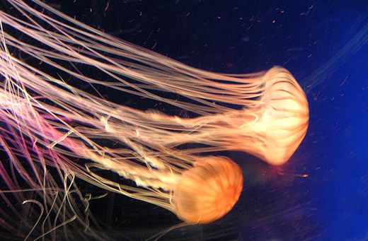 Click to enlarge Jellyfish