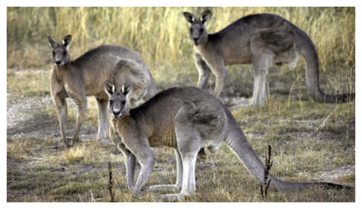 Kangaroos