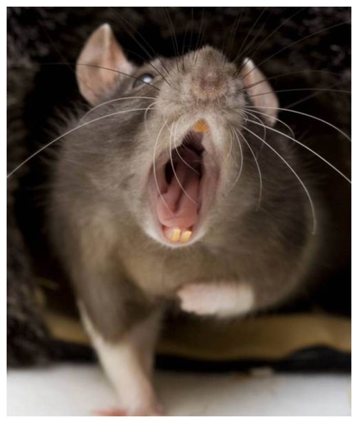 Rat
