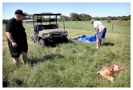 Click to enlarge Mutilated Sheep