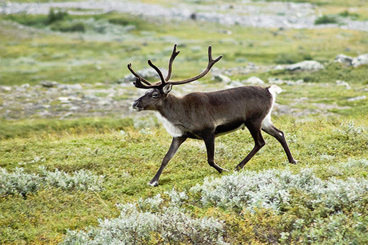 Click to enlarge reindeer