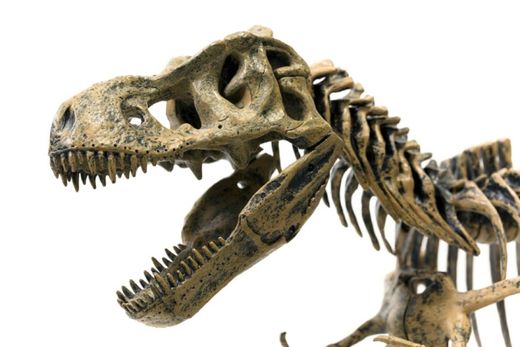 t. rex skeleton