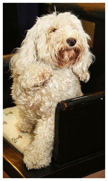 Daisy