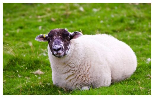 Sheep